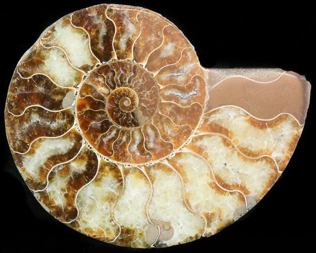 Agatized Ammonite Fossil (Half) #45524